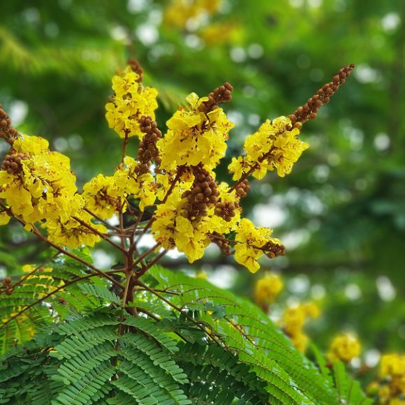 นนทรี